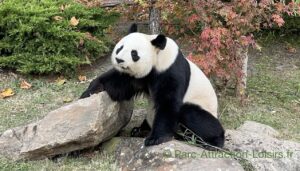 animation experience panda zoo beauval vip